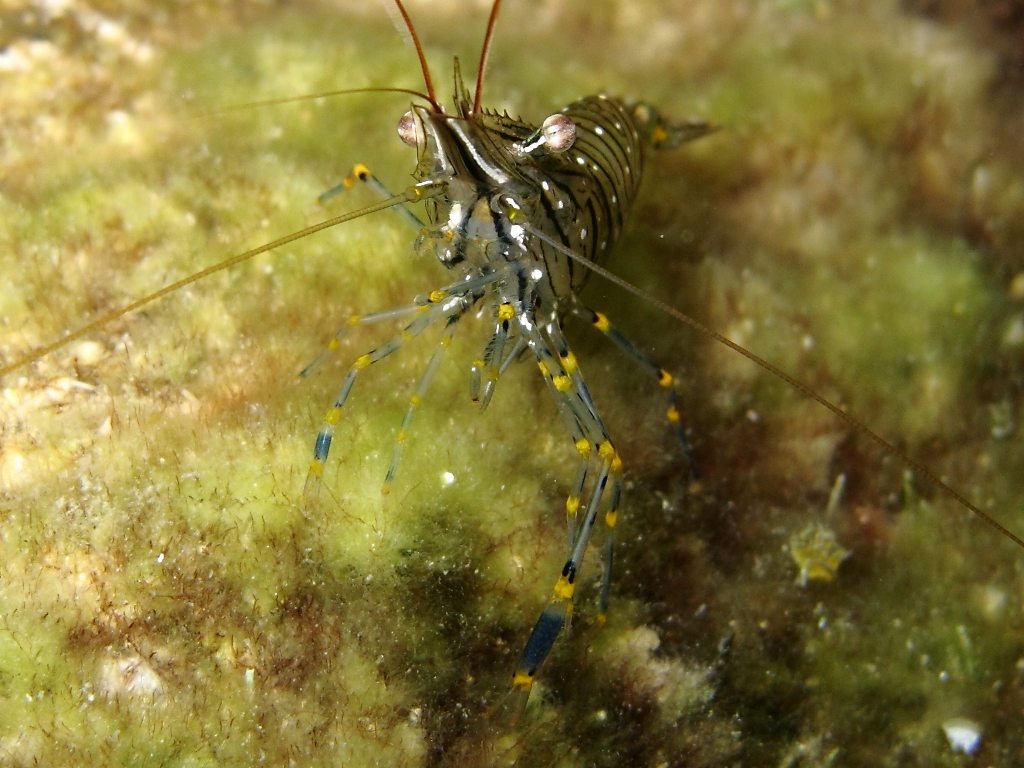 Differenze tra Palaemon serratus e Palaemon elegans